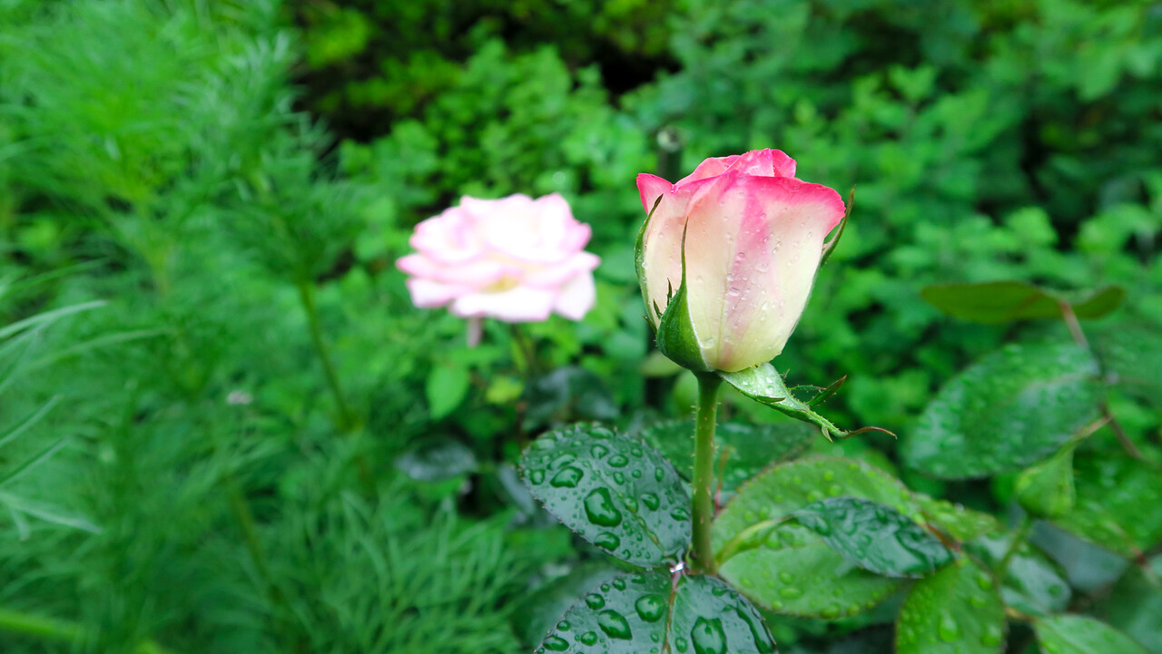 夏真っ盛りに咲くバラ 北の小さな町から