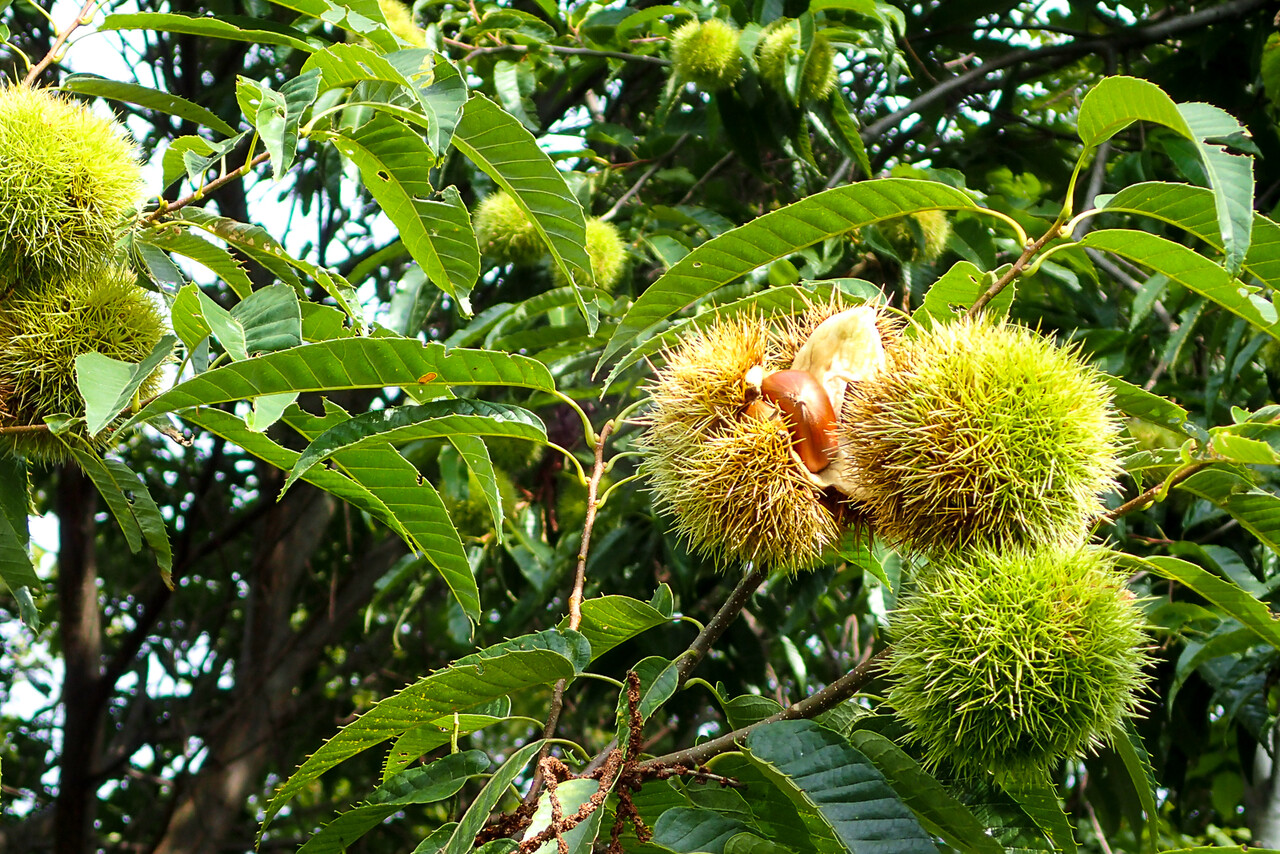 弾けるイガ栗 北の小さな町から