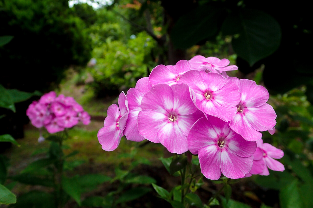 クサキョウチクトウ 北の小さな町から