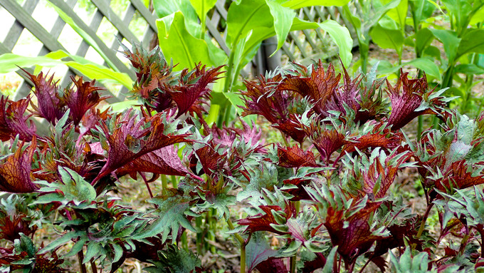 P7220013