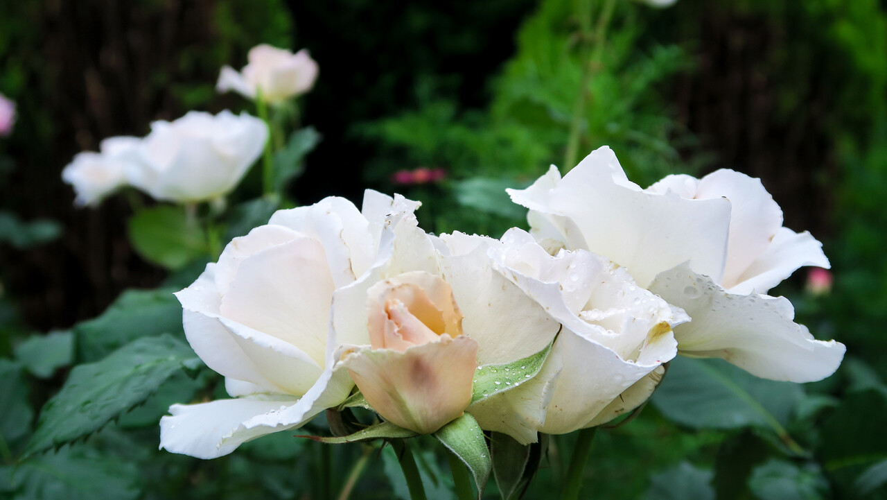 夏真っ盛りに咲くバラ 北の小さな町から