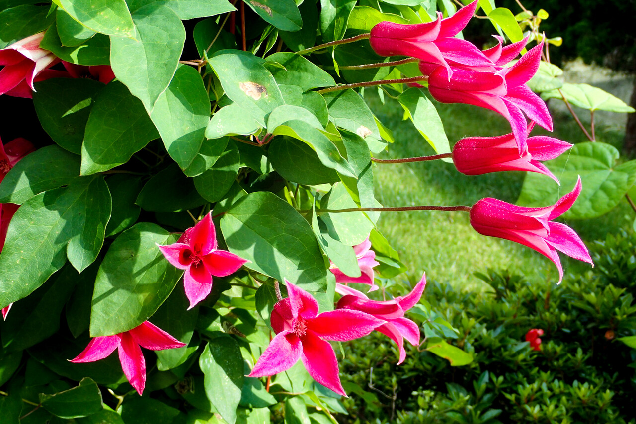 クレマチス プリンセスダイアナ 北の小さな町から