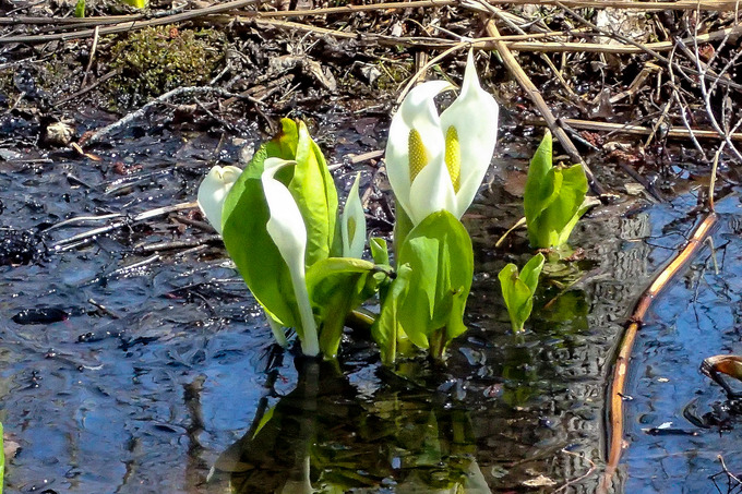 湖畔の水芭蕉