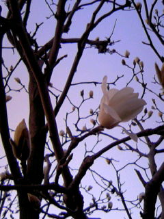 ちり紙を丸めてくっつけたみたいな花 さち印