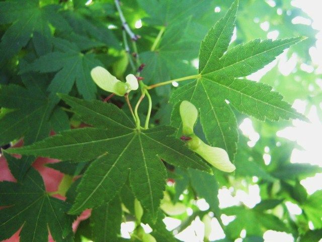 もみじの実 悪かったわね おばさんで もみじの実 悪かったわね おばさんで