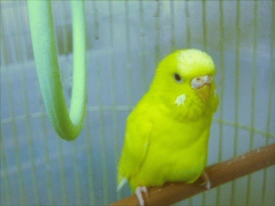 チビ たんぽぽ シュガー 悪かったわね おばさんで チビ たんぽぽ シュガー 悪かったわね おばさんで