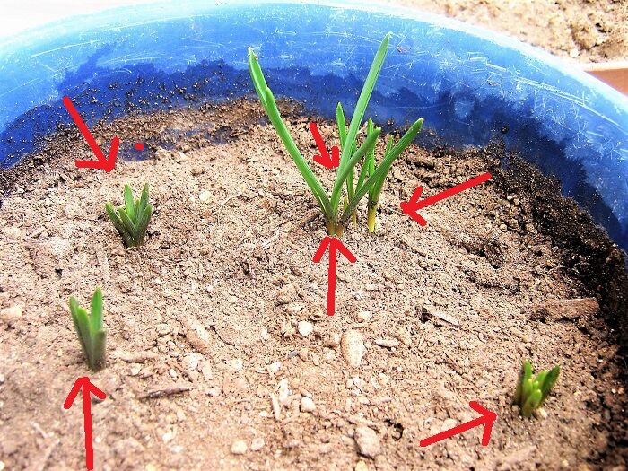 ムスカリの発芽 悪かったわね おばさんで ムスカリの発芽 悪かったわね おばさんで