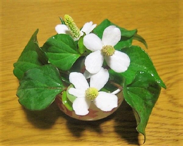 ドクダミの効能 悪かったわね おばさんで