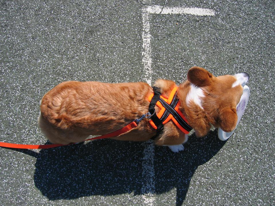 新しいハーネスと3mリード コーギー犬 ガクと一緒 新しいハーネスと3mリード コーギー犬 ガクと一緒