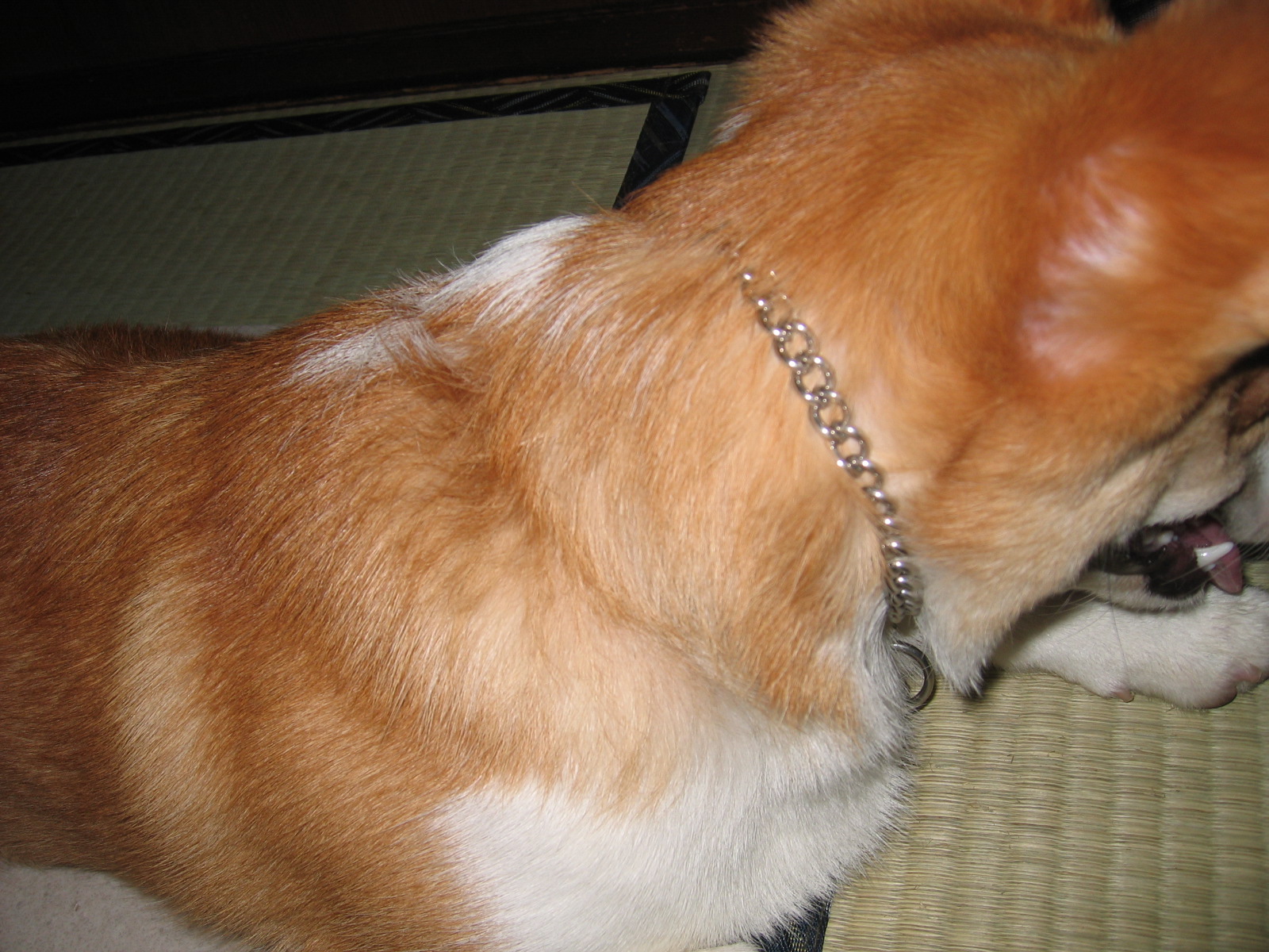 首まわりの毛 コーギー犬 ガクと一緒