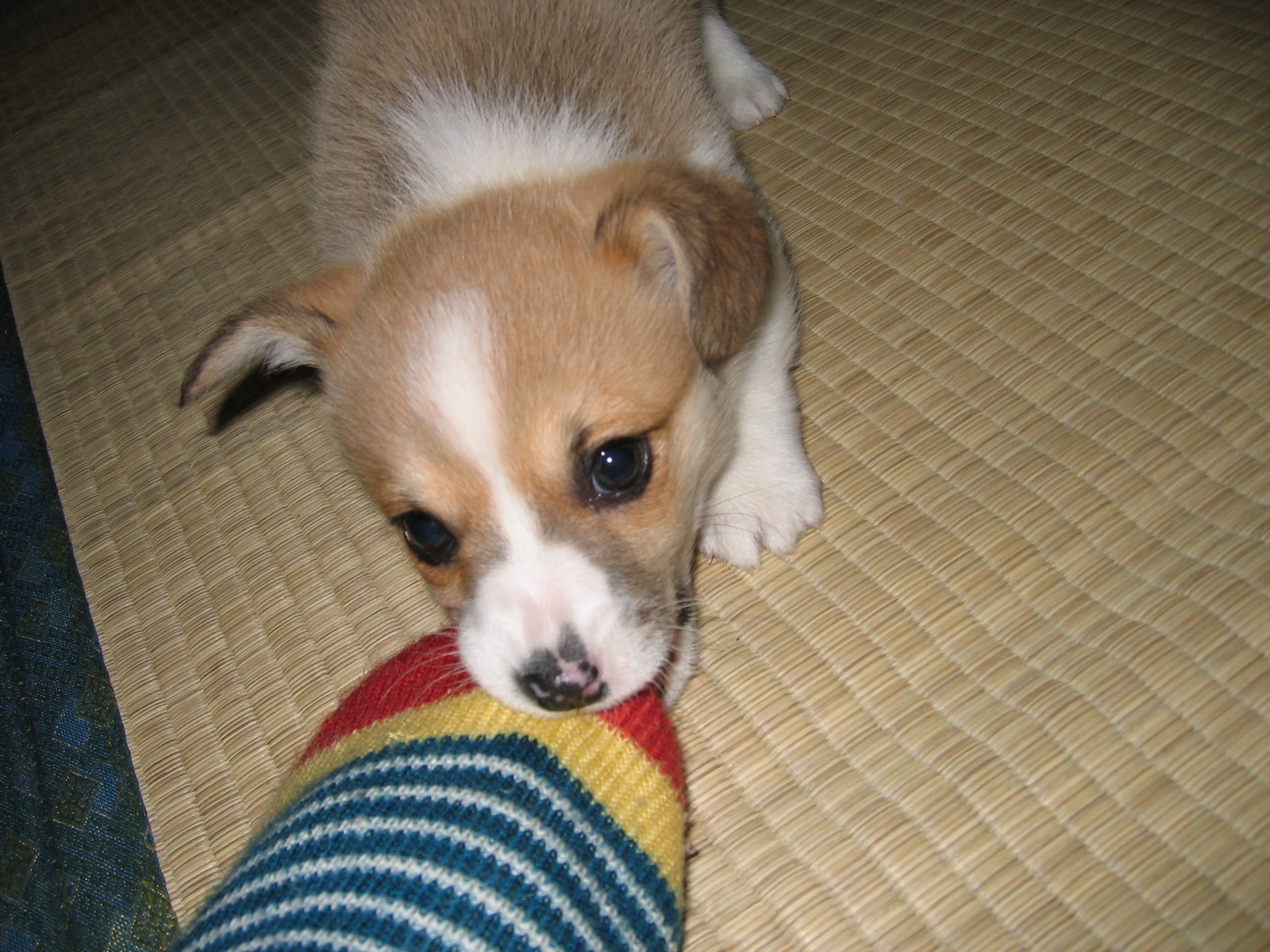 昔も今も コーギー犬 ガクと一緒