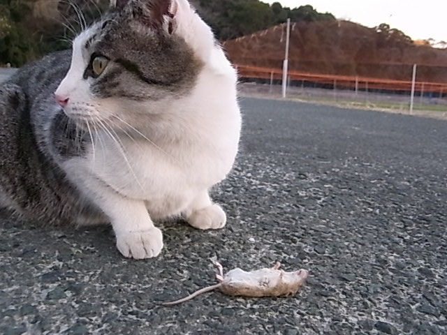 あずきちゃん 子ねずみクンを捕まえる ナーゴ 干支は猫年 にゃんずフォトギャラリー あずきちゃん 子ねずみクンを捕まえる ナーゴ 干支は猫年 にゃんずフォトギャラリー