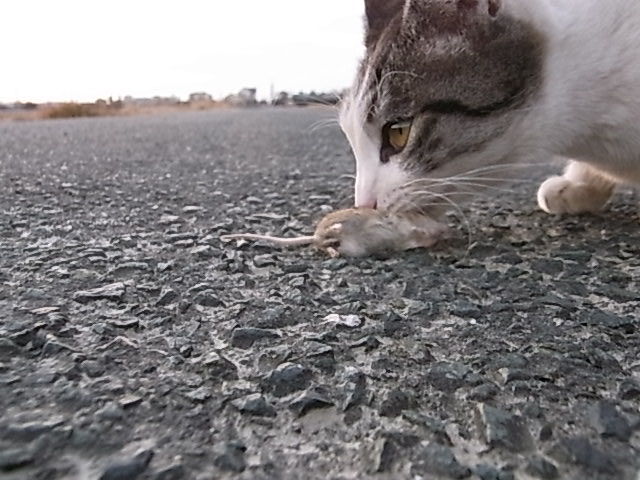 あずきちゃん 子ねずみクンを捕まえる ナーゴ 干支は猫年 にゃんずフォトギャラリー あずきちゃん 子ねずみクンを捕まえる ナーゴ 干支は猫年 にゃんずフォトギャラリー