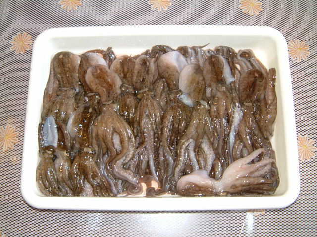 川口 松陽丸 イイダコの巻 浮かび亭