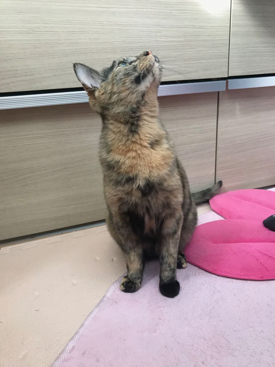 さび柄猫のサビさんと下僕 ある日のサビさんのご飯事情