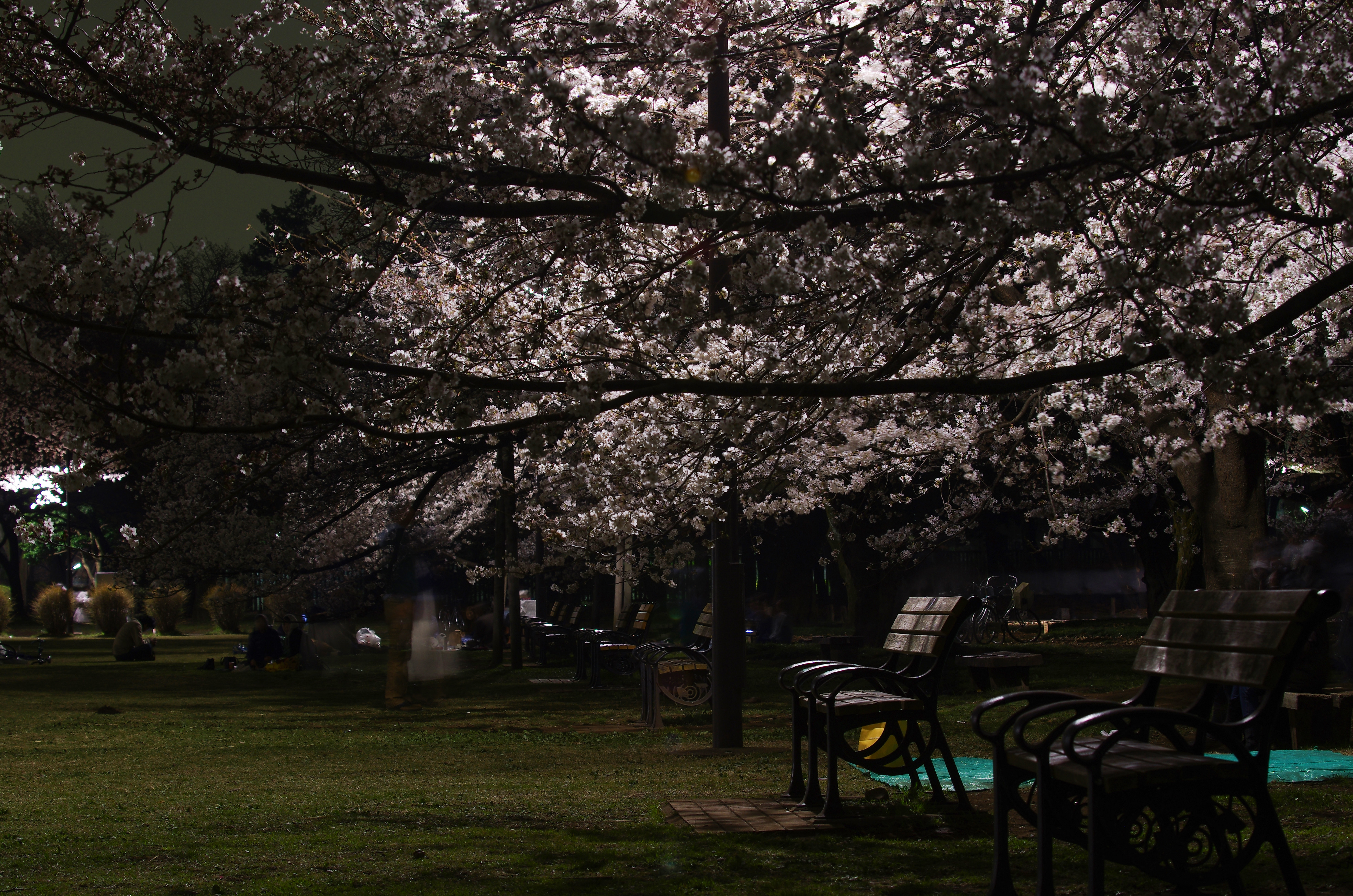 夜桜でも撮りに 小金井公園 カメラの瞬き そなたは美しい 仮
