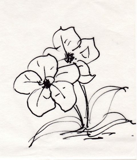ハワイ在住時のペン画 10 花 ジョヴァンニッキ２