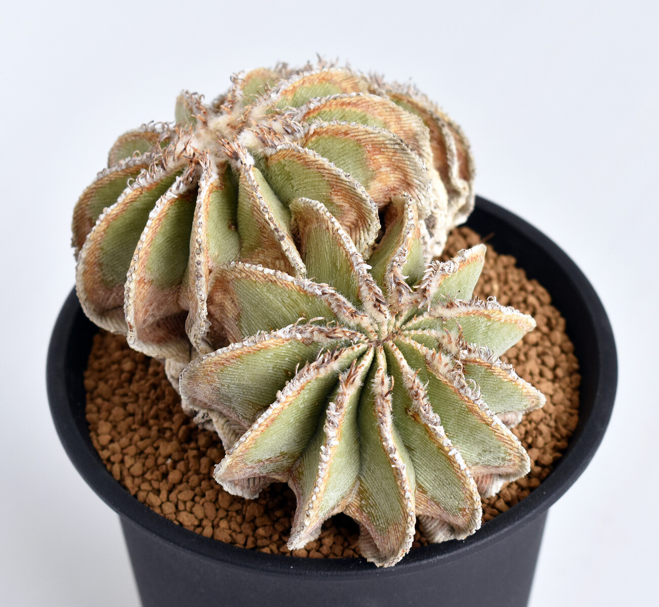 ☆ ヒントニー 実生 サボテン 多肉植物 ☆