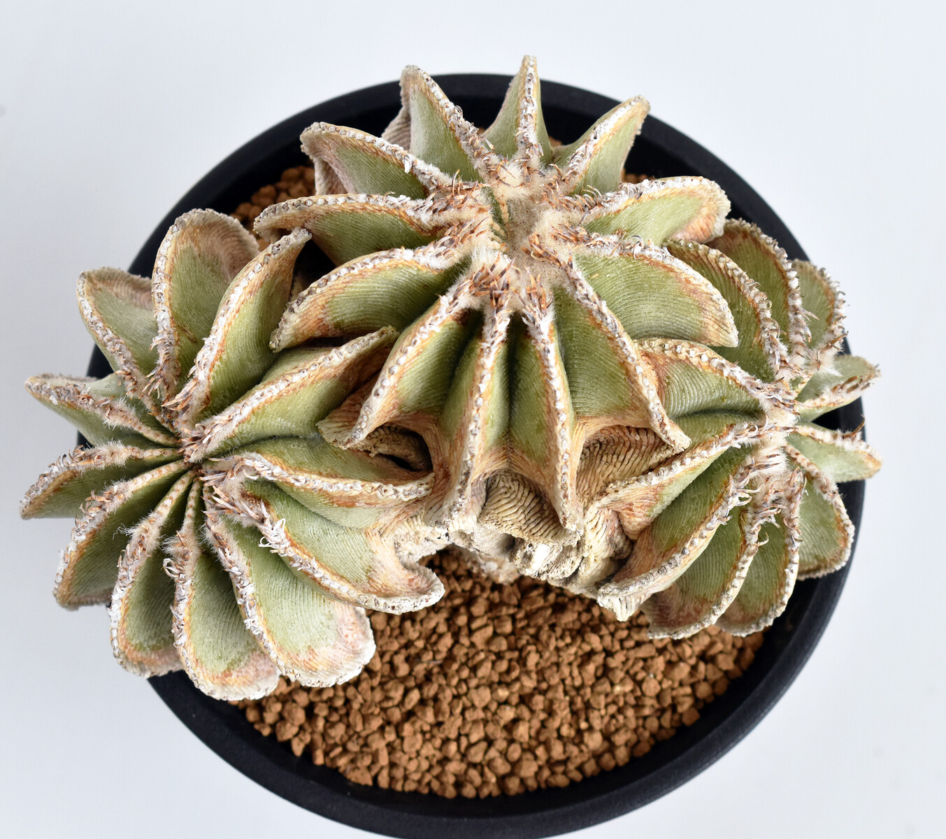 貴重 山木 現地球 アズキテウム ヒントニー Aztekium hintonii