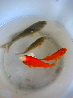 さ ぼ て ん ダメ水槽 さ ぼ て ん ダメ水槽
