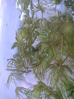 さ ぼ て ん ダメ水槽