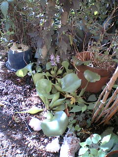 さ ぼ て ん ホテイアオイ咲いた