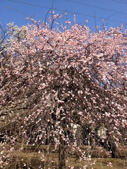 駒沢公園の桜