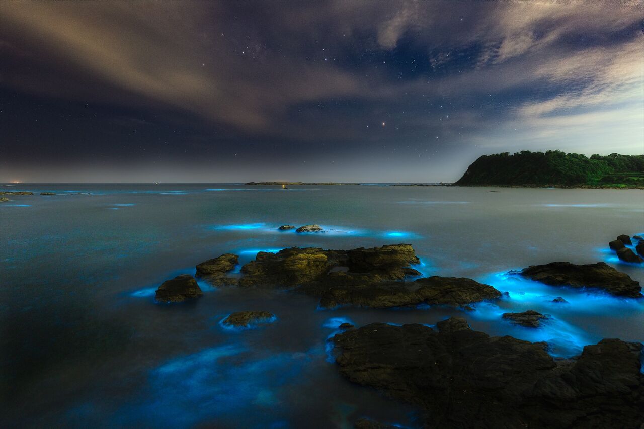 江奈湾松輪海岸 撮影行 夜光虫 撮り記 食い記