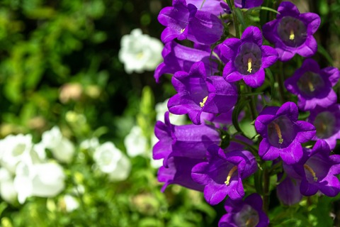 IMG_6997_R