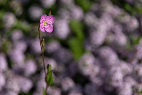 IMG_6925_R