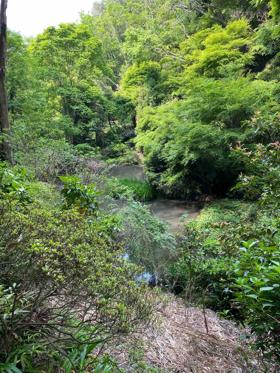 伏見稲荷神社 大磯町 撮り記 食い記