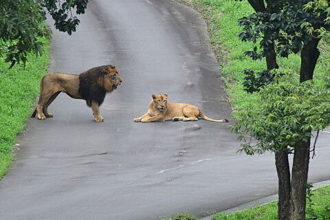 25lion15-18