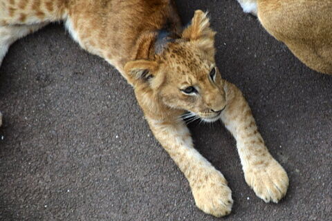 25lion15-4