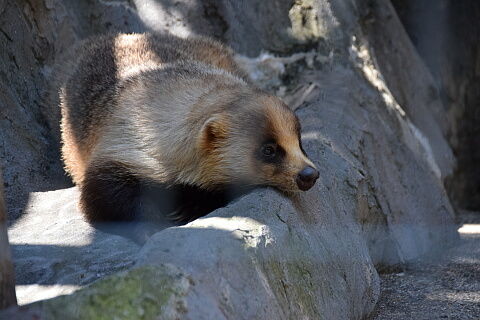 アナグマの赤ちゃん 続ぷるんの日常 番外編 アナグマの赤ちゃん 続ぷるんの日常 番外編