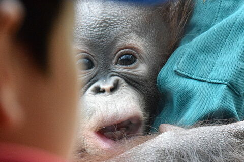 ベビチッチ2体とオランウータンの赤ちゃん2体 ベビチッチ