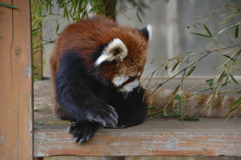 3_3redpanda23-1