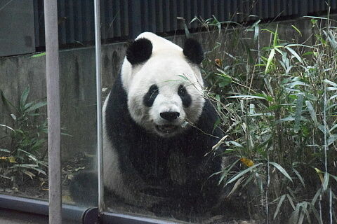 10_13panda16-1