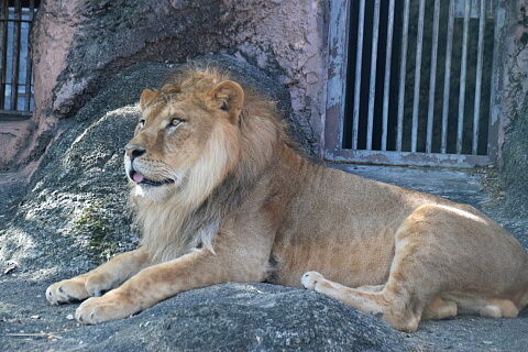 ライオンファミリー ステラちゃんへ 続ぷるんの日常 番外編