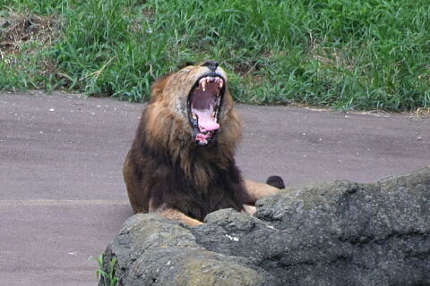 25lion15-32
