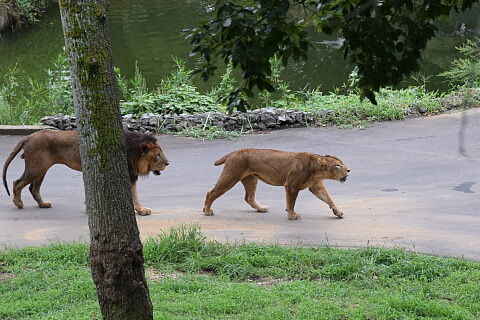 25lion15-20