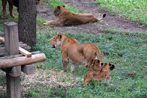 25lion15-21
