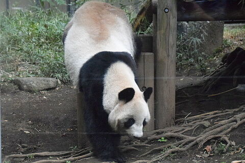 10_13panda16-6