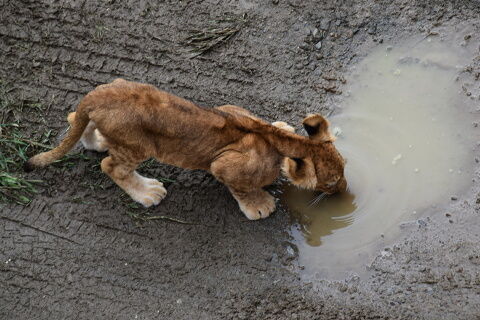 25lion15-27