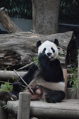 10_13panda16-30