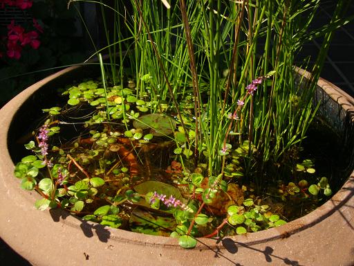 アカヒレの水鉢ビオトープで稚魚誕生 水鉢ビオトープの水生植物と水辺の生き物