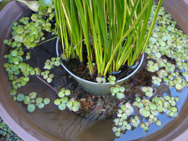 細くスッと伸びる姿が涼しげな水生植物 水鉢ビオトープの水生植物と水辺の生き物