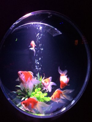 金魚 旅するポジャギ 金魚 旅するポジャギ