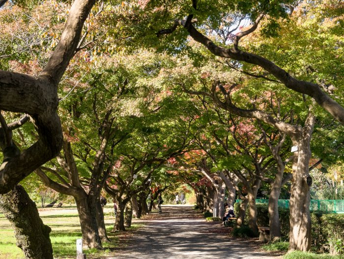 小石川植物園の紅葉 旅するポジャギ 小石川植物園の紅葉 旅するポジャギ