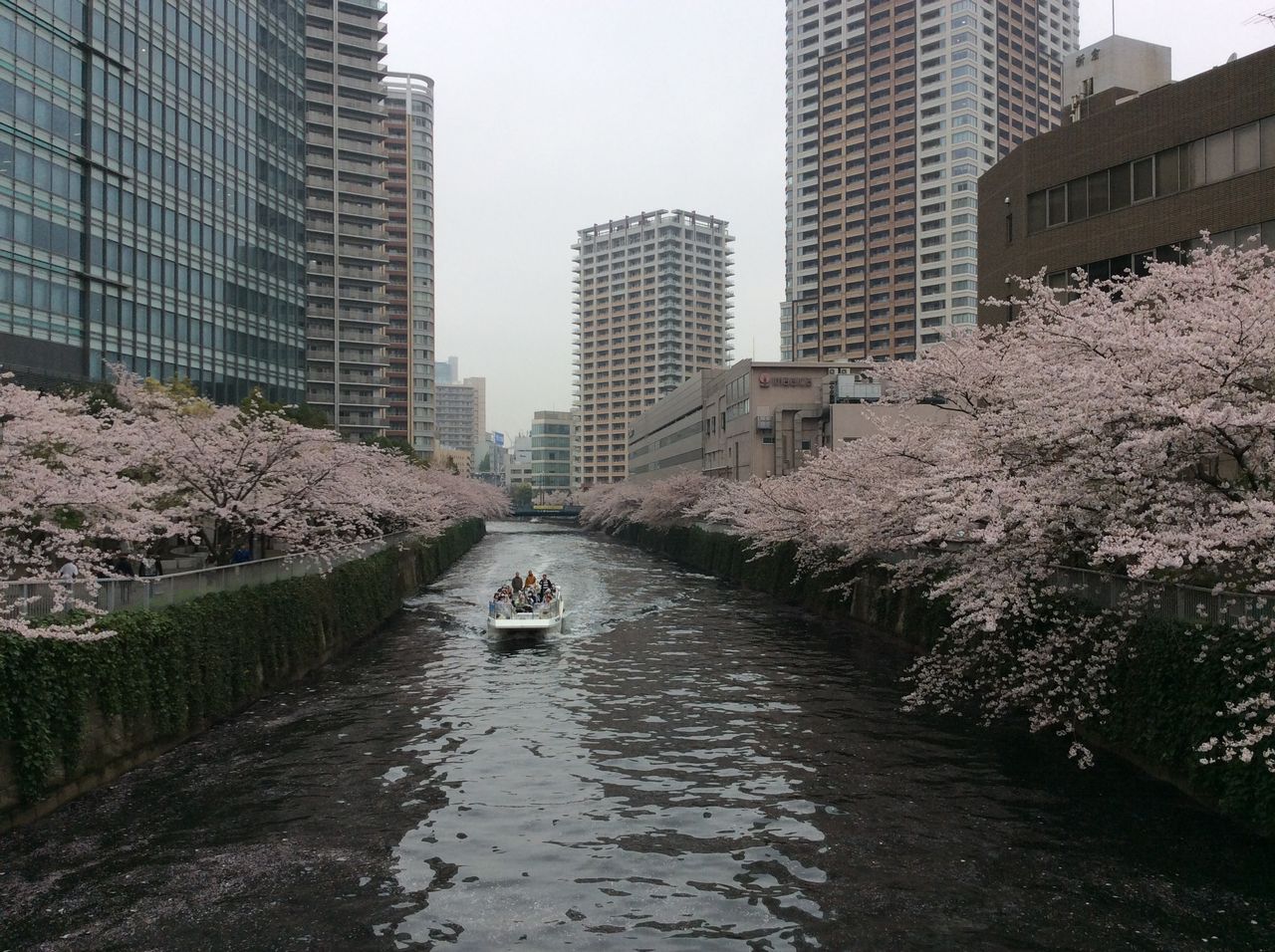 目黒川の桜 大崎 五反田 旅 ごはん ひとり暮らし 目黒川の桜 大崎 五反田 旅 ごはん ひとり暮らし