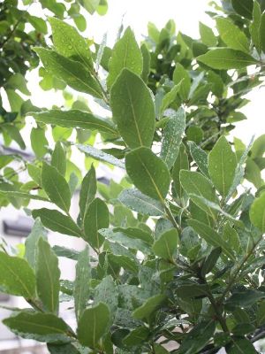 月桂樹 ローリエ が収穫どき やみっ 雑記帳 月桂樹 ローリエ が収穫どき やみっ 雑記帳
